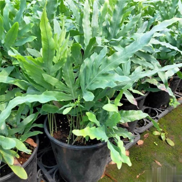 高开网 蕨类植物靠什么繁殖？家庭养护方法揭秘！